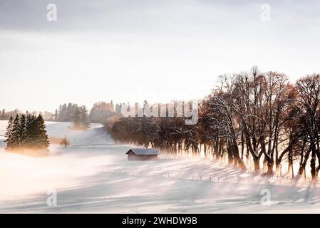 viale invernale (viale del tiglio) sulla neve con capanna di legno (fienile) in atmosfera di luce diffusa con nebbia, Kurfürstenallee a Marktoberdorf, Ostallgäu, Allgäu, Swabia, Baviera, Germania meridionale, Germania Foto Stock