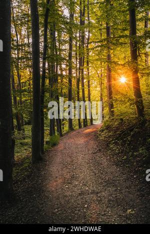 Sentiero di ghiaia in una foresta di faggi con un caldo sole mattutino che splende attraverso le foglie. Sulla via di pellegrinaggio Creszentia, Ostallgäu Allgäu, Svevia, Baviera, Germania Foto Stock