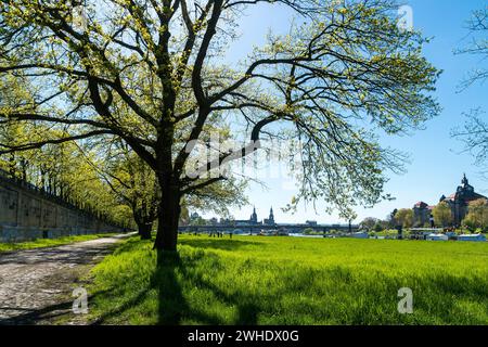 Dresda, Terrassenufer, vista lontana della città vecchia, alberi in primavera Foto Stock