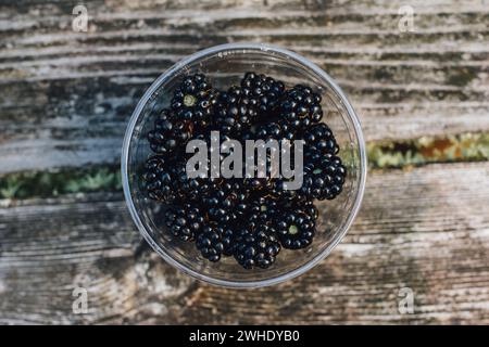 Blackberries selvatiche appena raccolte in una tazza di plastica sul tavolo da picnic Foto Stock