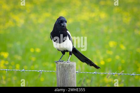 Magpie in piedi su un palo di recinzione accanto a un campo, con uova di formiche nel becco che hanno fatto irruzione in un nido di formiche. Riserva naturale Stony Stratford, Milton Keynes Foto Stock