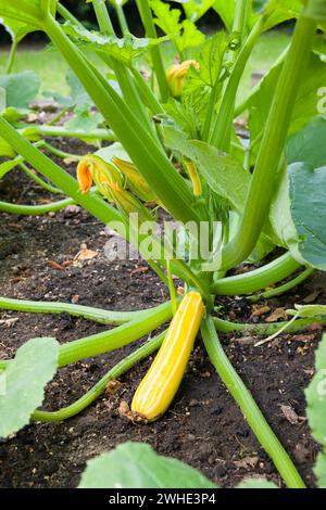 Zucchine gialle (zucchine) piantano strisce solari che crescono in un orto, Regno Unito Foto Stock