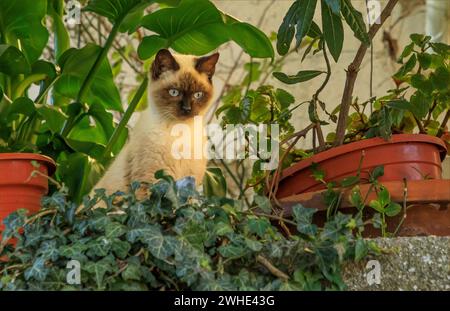 Gatto siamese dagli occhi blu sedeva sotto la crescita di un giardino in Spagna Foto Stock