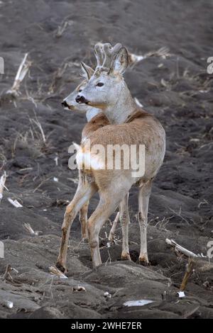 caprioli su terreni agricoli arati (Capreolus capreolus) Foto Stock