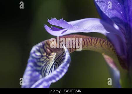 Iris sibirica in fiore, macro shot Foto Stock