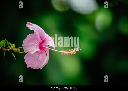 Pianta tropicale di ibisco rosa sullo sfondo verde fiorito elegante e delicata Foto Stock