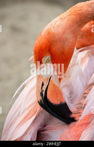 fenicottero caraibico testa e collo primo piano di un grazioso uccello di colore rosso e rosa Foto Stock