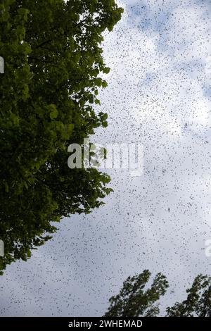 '11.05.2023, Germania, Berlino, Berlino - api in volo sciame. 00S230511D128CAROEX.JPG [VERSIONE DEL MODELLO: NON applicabile, RILASCIO DELLA PROPRIETÀ: NO (c) CAR Foto Stock