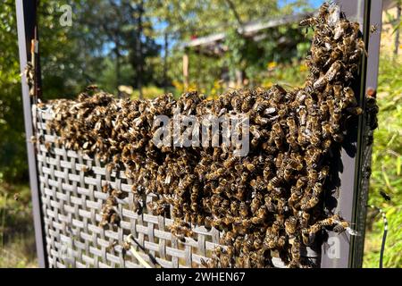 «16.09.2023, Germania, Brandeburgo, Neuenhagen - le api mellifere si sono scialdate e si sono insediate su una parete divisoria in un giardino. 00S230916D466CAROEX.JPG [RIF. MODELLO Foto Stock