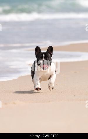 Bulldog francese sulla spiaggia Foto Stock