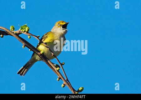 Vireo dagli occhi bianchi Foto Stock