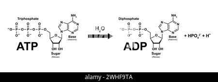 Ciclo ATP-ADP, illustrazione Foto Stock