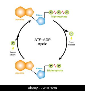 Ciclo ATP-ADP, illustrazione Foto Stock