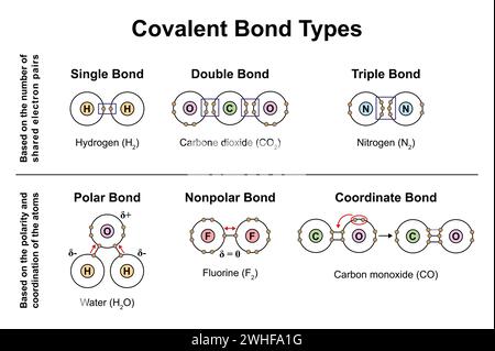 Tipi di legame covalente, illustrazione Foto Stock