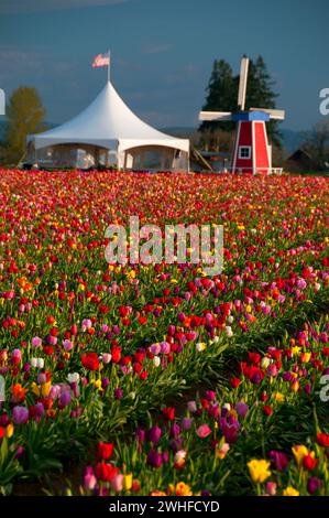 Campo di tulipani con mulino in legno lampada cassoncino di pulizia Co., Clackamas County, Oregon Foto Stock