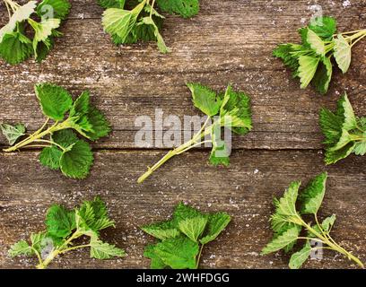 Ortica pungente su fondo di legno Foto Stock