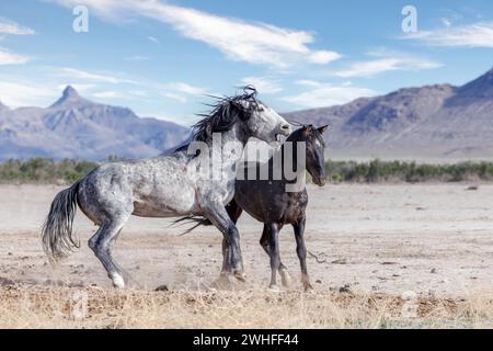 La mandria di cavalli selvaggi del monte Onaqui ha una struttura da lieve a moderata e varia nei colori da sorrel, roan, buckskin, nero, palomino, e grigia. Foto Stock