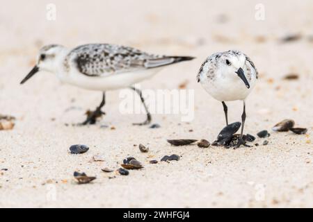 Piccoli gabbiani sulla spiaggia di sabbia Foto Stock