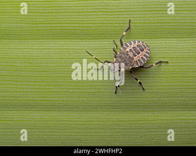 Vista dorsale di una piccola ninfa marmorata marmorata (Halyomorpha halys) che poggia su una foglia Foto Stock