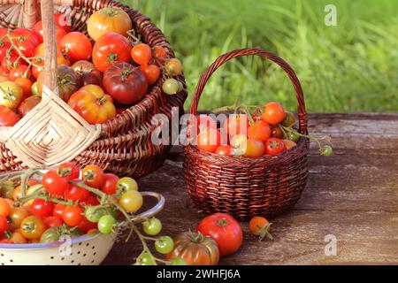 Varietà di pomodori cimellati in cesti su tavola rustica. Pomodoro colorato - rosso, giallo, arancione. Raccogliere il concetto di cottura delle verdure Foto Stock