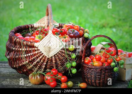 Varietà di pomodori cimellati in cesti su tavola rustica. Pomodoro colorato - rosso, giallo, arancione. Raccogliere il concetto di cottura delle verdure Foto Stock