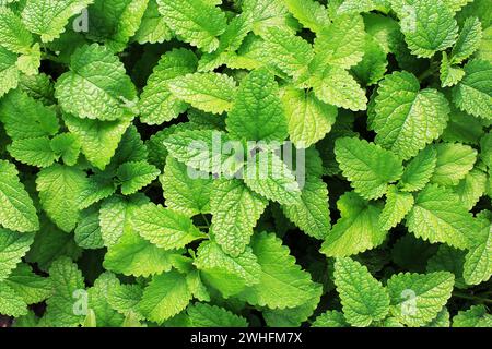 Fresco verde menta piante in crescita nel campo Foto Stock