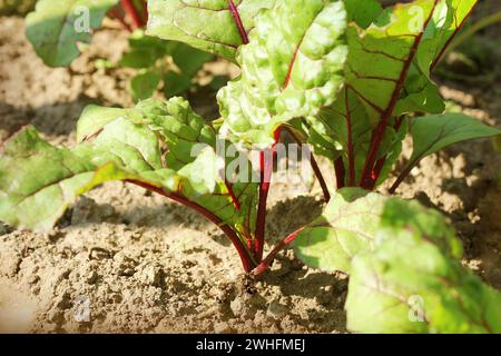 Verde giovane barbabietole piani su un percorso nel giardino vegetale Foto Stock