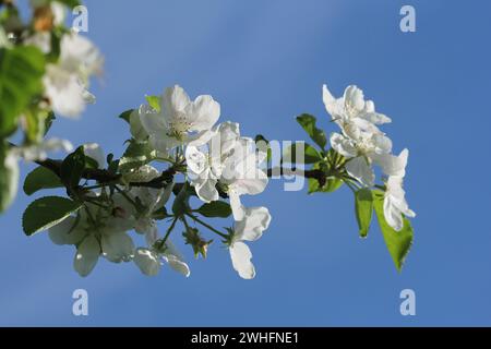 Bellissimi i meli in fiore in primavera contro il cielo blu Foto Stock