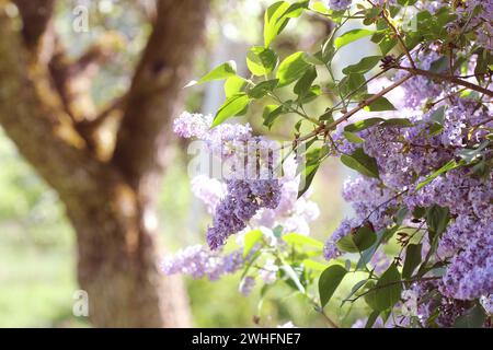 Ramo di lilla rosa in un giardino, parco. Splendida fioritura fiori lilla albero a molla. Concetto di primavera Foto Stock