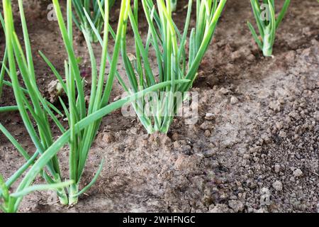 Giovani Green Onion cresce in giardino Foto Stock