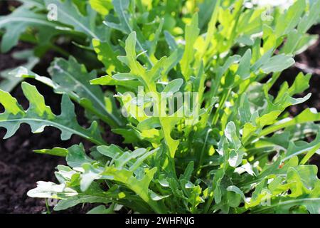 Impianto di rucola in crescita in orto biologico. Foto Stock