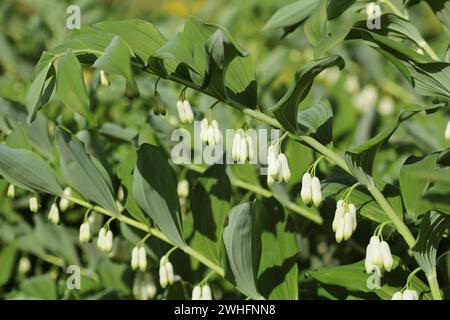 Fiori bianchi di Salomone s guarnizione pianta del genere Polygonatum Foto Stock