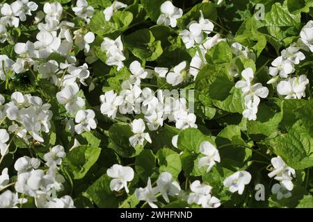 Viola odorata bianca, vista dall'alto Foto Stock