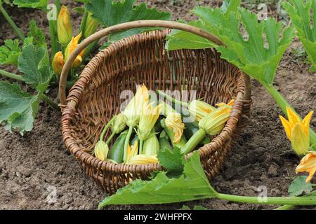 Piante di zucchine in fiore sul letto giardino. Cestello con zucchina piccola e fiore Foto Stock