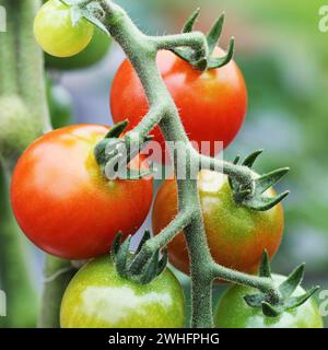 Ciliegia matura pomodori organici in giardino è pronta per il raccolto Foto Stock