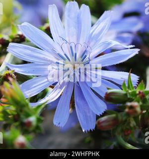 Fioritura Cichorium pianta selvatica scarola, Cichorium pumilum, fiore di cicoria comune Foto Stock