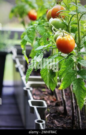 Contenitore verdure giardinaggio. Giardino vegetale su un terrazzo. Erbe aromatiche, pomodori crescere nel contenitore Foto Stock