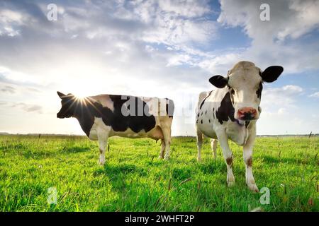 Sole sulle mucche sui verdi pascoli estivi Foto Stock