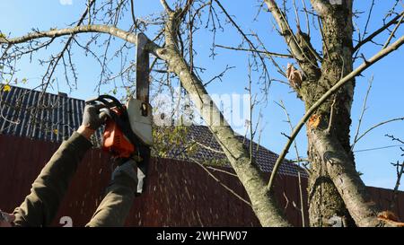 mani di un uomo con una motosega sopra la testa che taglia i rami di un melo vicino a una casa in un villaggio in una giornata di sole Foto Stock