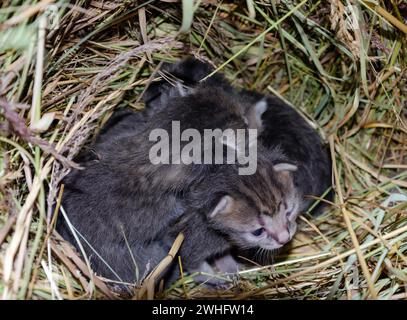 Gattini nel fieno Foto Stock