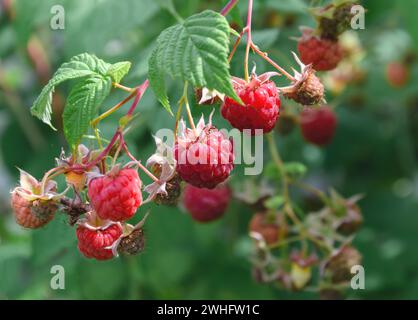 Bacca rossa di lampone, saporita, matura, su un ramo con foglie verdi Foto Stock