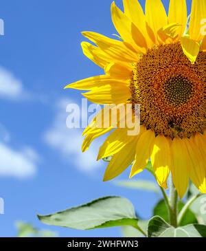 Fiori gialli di girasole contro un cielo blu, con petali e stami, fiori naturali da vicino Foto Stock