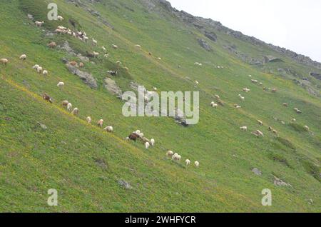 Mandrie ovine nei pascoli alpini Foto Stock