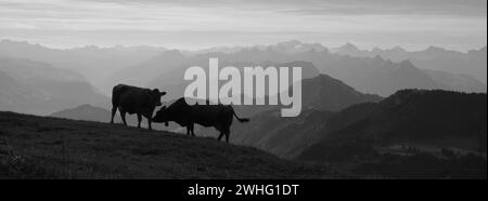 Sagome di due mucche in cima al Monte Rigi. Foto Stock