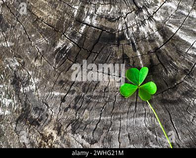 Foglia di trefoil verde Foto Stock