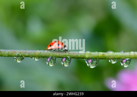 Coccinello sul ramoscello con gocce Foto Stock