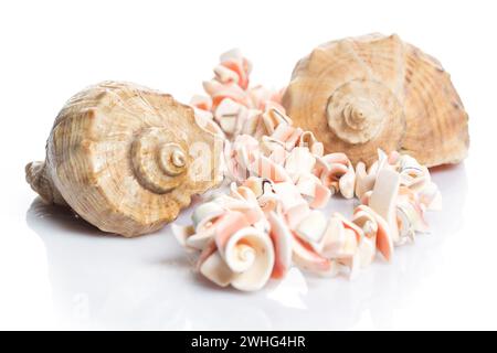 Seashell con splendida collana su sfondo bianco Foto Stock