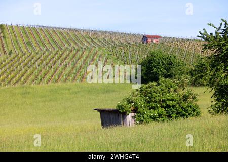 Paesaggio a Hohenlohe vicino Michelbach am Wald, Baden-WÃ¼rttemberg, Germania, Europa Foto Stock