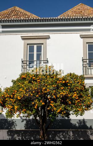 Arancio pieno di frutta in primavera che cresce in Cathedral Square Faro the Algarve Portogallo 6 febbraio 2024 Foto Stock