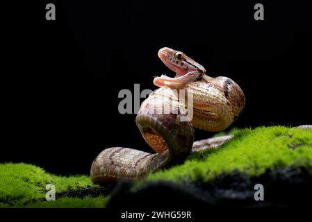 Gatto serpente dentato in posizione di attacco Foto Stock